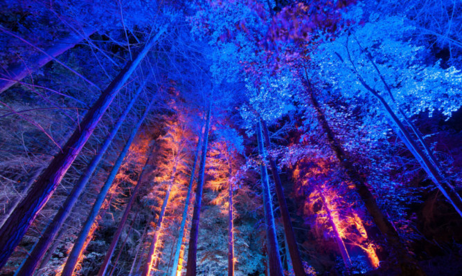 The Enchanted Forest.