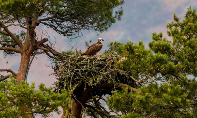 The famed osprey on her nest at the Scottish Wildlife Trust reserve last year.