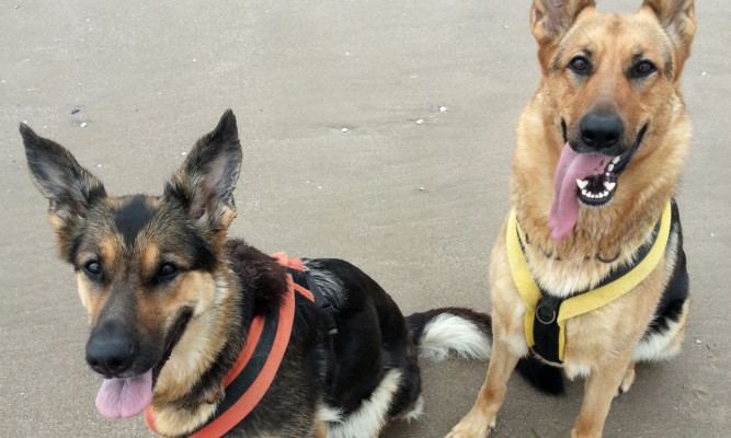 Mia (left) with Tina Gilogly's other dog, Star, on Tenstsmuir Beach.