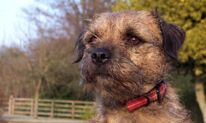 The affable border terrier bolted from her home in Angus last Friday.