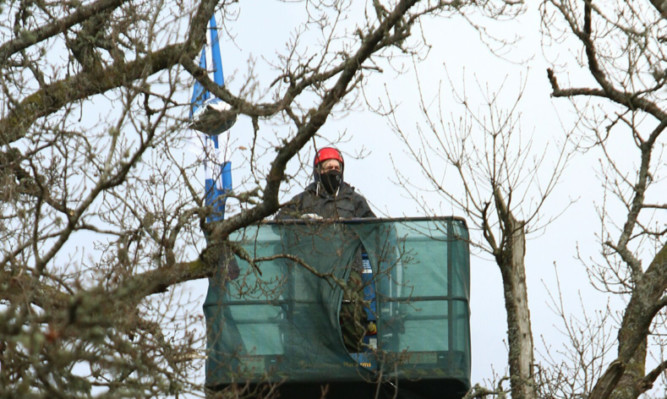 An ornithologist in the controversial cherry picker near an existing nest on Strathallan Castle estate.