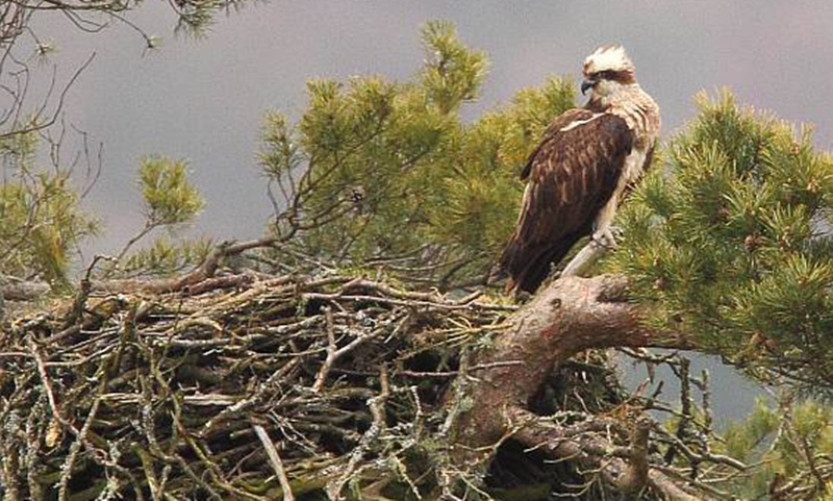 Lady the osprey continues to amaze with her longevity.