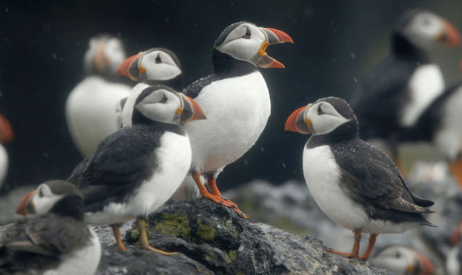 Puffins on the Isle of May.
