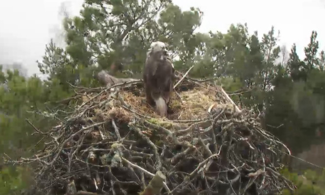 A still image from the live webcam showing an osprey on the nest.