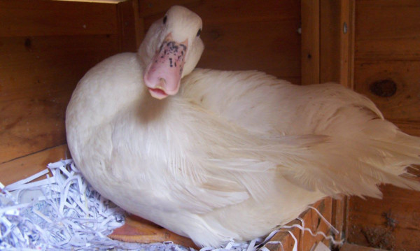 White out: the domestic duck was found in woodland.