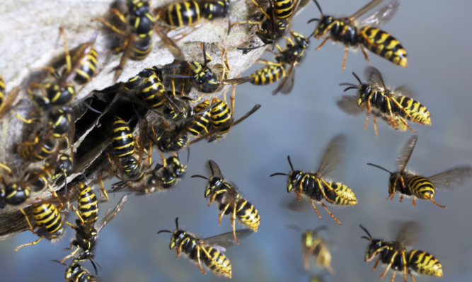 The sex lives of wasps may help prevent extinction.