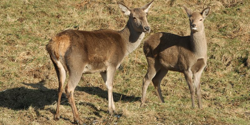 Highland Safaris near Aberfeldy, are deer Rosie, left, and Fudge returned after their escapade.