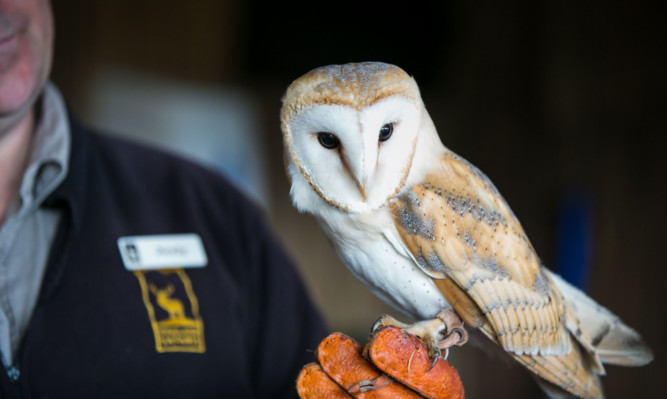 Visitors can meet Ossian, a barn owl, in a hands-on demonstration.