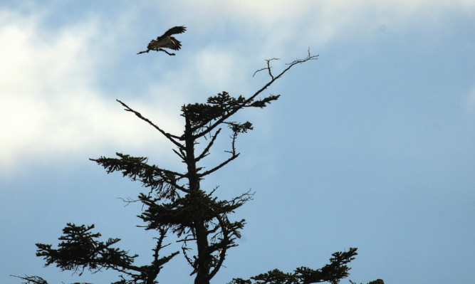 One of the ospreys spotted at the festival site.