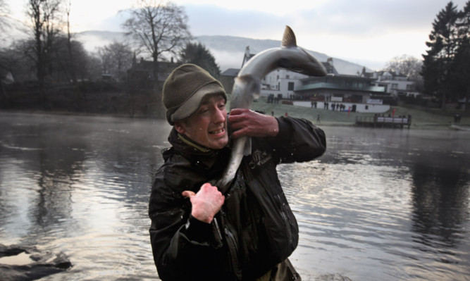 Fishermen have been enjoying record catches on the Tay in recent weeks.