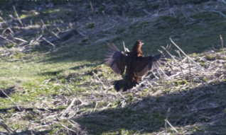 The red grouse was spotted on the Isle of May by a visiting photographer on Sunday.