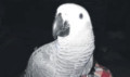 Chico the missing African grey.