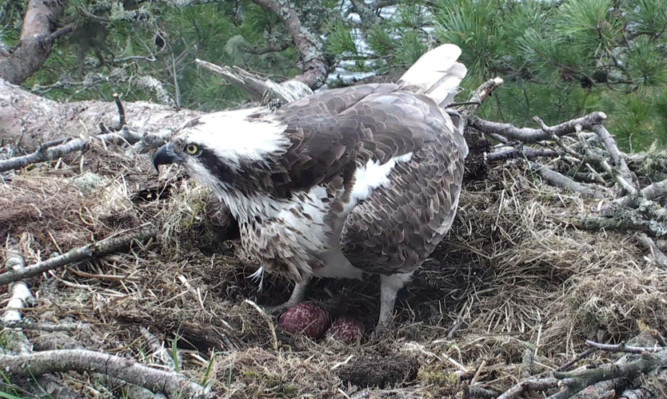 Lassie has now laid two eggs this week at her nest at Loch of the Lowes nature reserve.