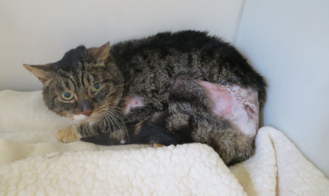 Geordie displays his wounds after being found on Sunday.