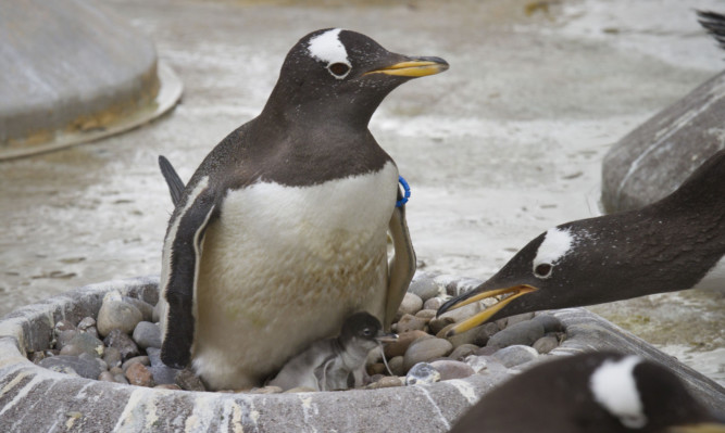 Edinburgh Zoo welcomed its first gentoo penguin this year on Monday while a second chick hatched on Wednesday.