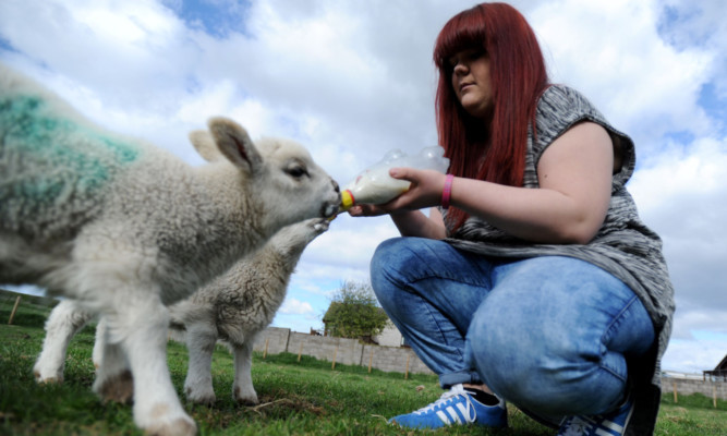 Kirsty Neil bottle feeding two of the lambs born this year.