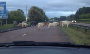 Cows stray onto the A92