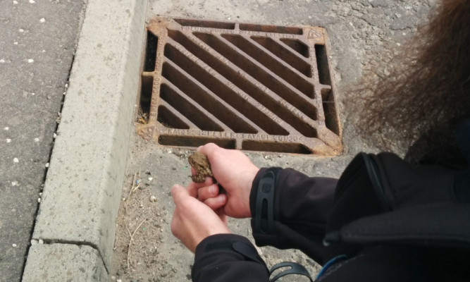 One for the toad: it is hoped toad patrols will protect amphibians.