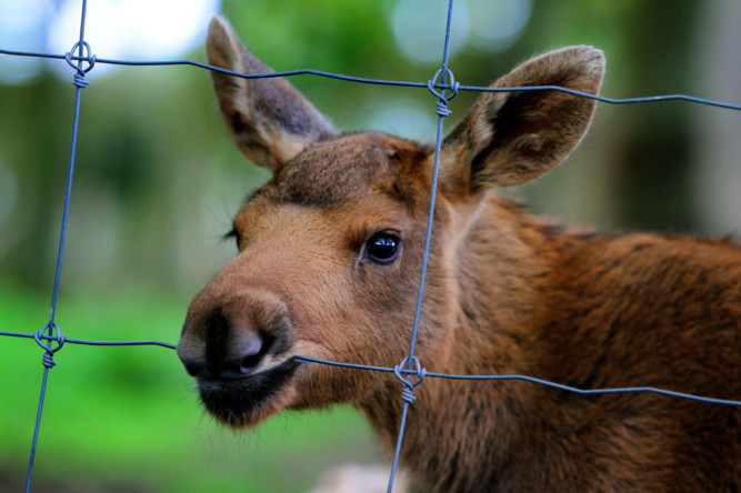 There is double delight at the Scottish Deer Centre near Cupar for the second year running with the surprise arrival of baby moose twins. Toffee gave birth to the cute European Elk calves last Wednesday.