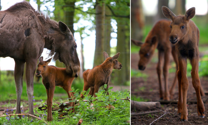 The moose twins are settling in well.