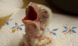 The newborn chick.