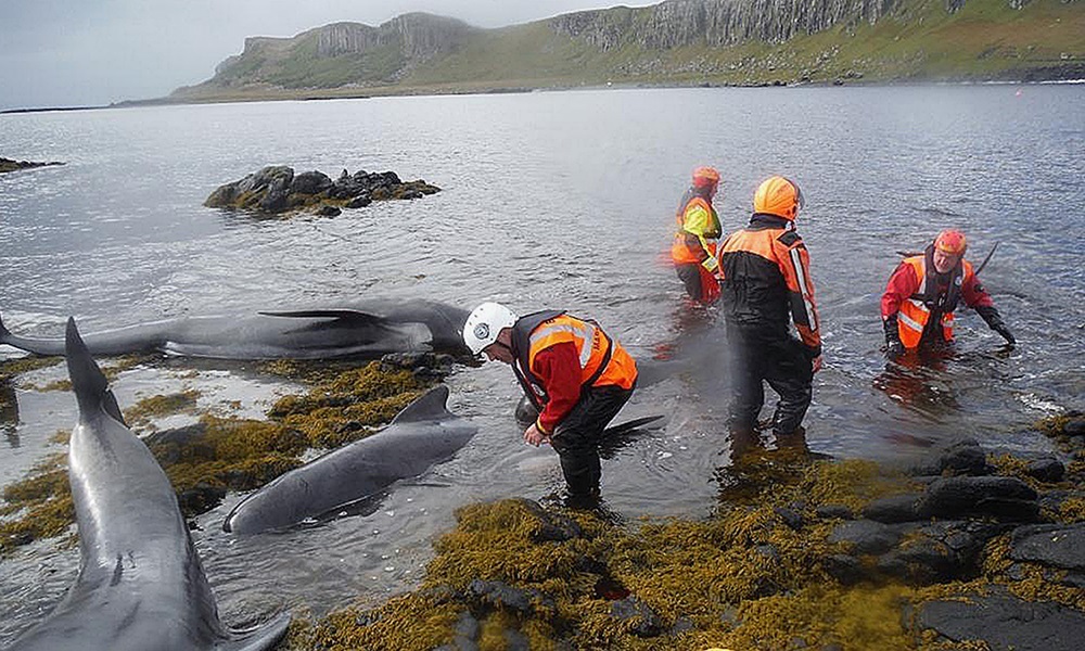 BEST QUALITY AVAILABLE

Handout photo issued by the Scottish Government of stranded whales off the Isle of Skye. PRESS ASSOCIATION Photo. Picture date: Tuesday June 2, 2015. The whales became stuck on rocks on Staffin Island off the northern coast earlier today. A team from the British Divers Marine Life Rescue (BDMLR) is tending to the stranded mammals. See PA story ENVIRONMENT Whales. Photo credit should read: Crown Copyright/PA Wire

NOTE TO EDITORS: This handout photo may only be used in for editorial reporting purposes for the contemporaneous illustration of events, things or the people in the image or facts mentioned in the caption. Reuse of the picture may require further permission from the copyright holder.