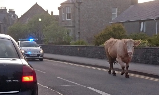 Police engaged in a road chase to catch a bullock, which knocked down two people and left them hospitalised.