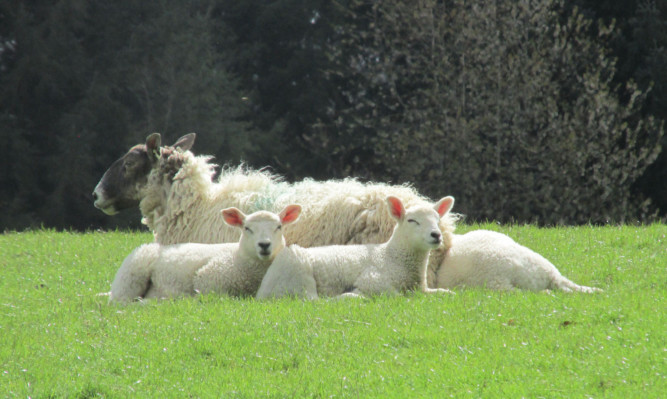 Dog walkers are being warned that the consequences of attacks on livestock could be devastating.