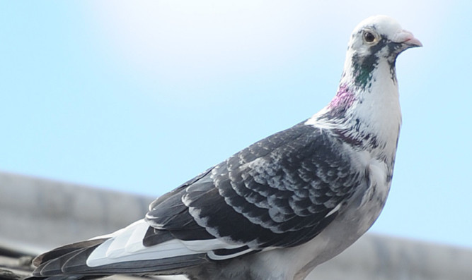 The pigeon seems happy to stay at the Arbroath station.