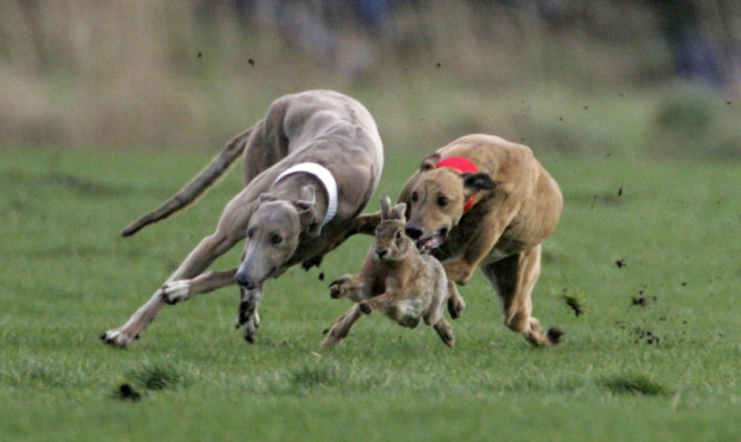 Deeply alarming: there are signs that hare coursing has taken place at Longforgan.