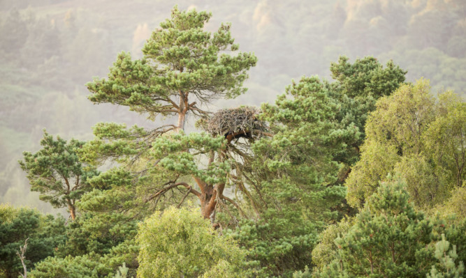 Lady's Tree (Scots pine), Loch of the Lowes, Scottish Tree of the Year candidate