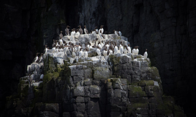 Guillemots perch on a rocky outcrop above the sea where they make their nests.