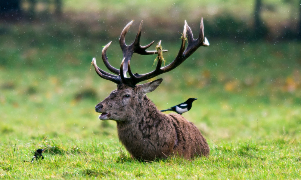 A magpie sits on a deer at Wollaton Park, Nottingham.