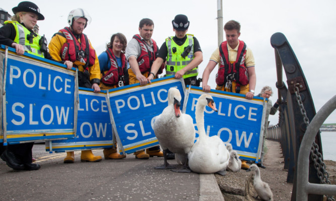 Montrose police officers and members of the RNLI encourage the birds into the water after their leisurely stroll.