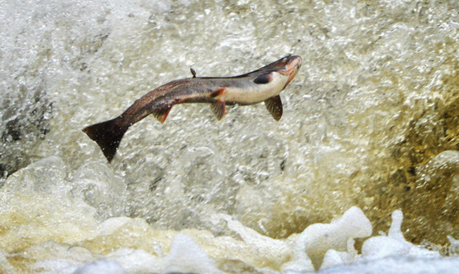 Salmon in the River Etterick in Selkirk.