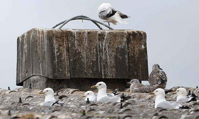 Seagulls are protecting their young as they leave the nest  leading to plenty of angry encounters with the public.