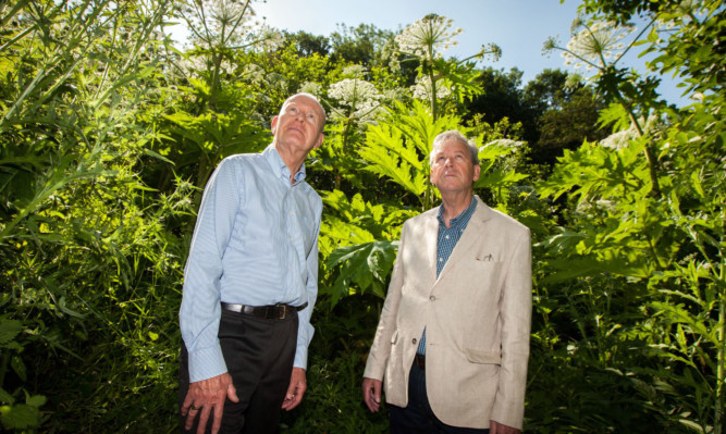 Mr Wilson, left, and Mr Mulherron in front of the hogweed by Craigie Burn.