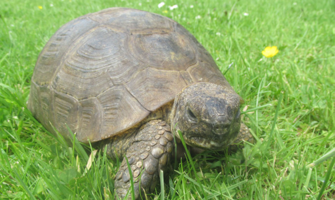 Desmond the tortoise was found roaming around in Blairgowrie.