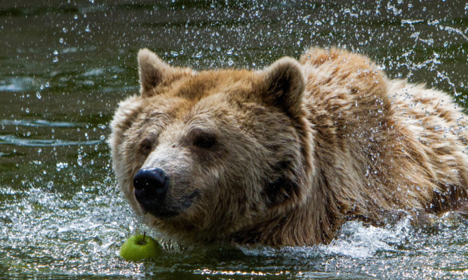 Steve MacDougall, Courier, Camperdown Wildlife Centre, Camperdown Park, Dundee. Hot weather pictures. Pictured, female European Brown Bear cooling off in the water.