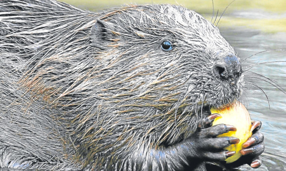 Beavers dont threaten fish stocks and may be a boost to tourism around the Tummel.