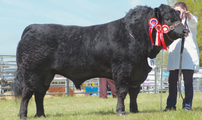 Limousin and Supreme Cattle Champion from W. Lawson, Windsole, Auchterarder