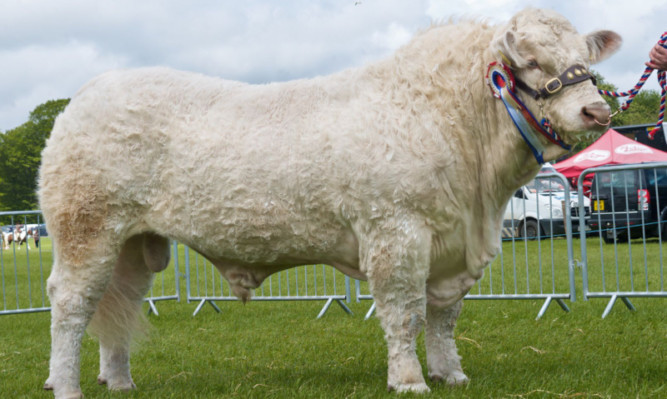 Supreme cattle Balthayock Imp from Major David Walter, Balthayock