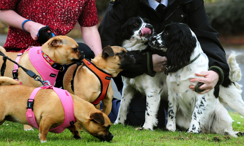 Three Pug Crosses and two Spring Spaniels who have found homes after being rescued in Birmingham.