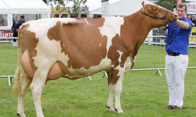 The British Red and White championship was won by Arthur and Susan Lawrie, Cuthill Towers, Milnathort