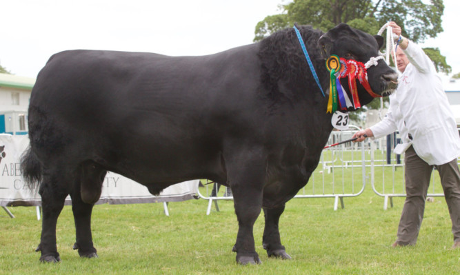 The interbreed champion, the Aberdeen-Angus from Alastair and Graeme Fraser of Forfar