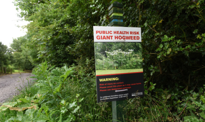 16.07.15 - pictured on the Monifieth path network beside the Dighty Burn is some of the giant hogweed -