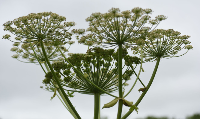 Giant hogweed on the path network beside the Dighty Burn at Monifieth.