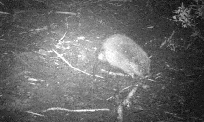 The first baby beaver to be spotted this year in the Knapdale Forest where the animals have been reintroduced has been released by wildlife experts.