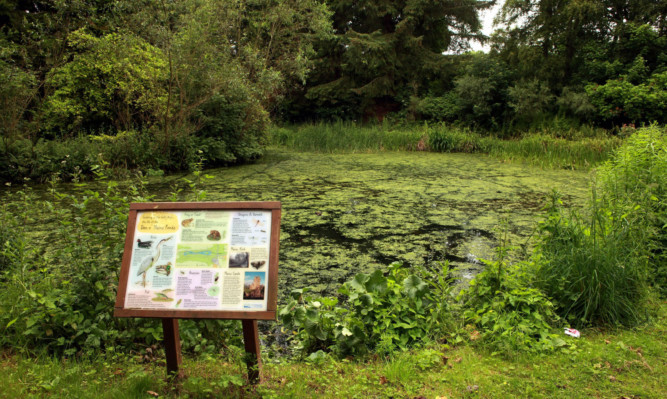 The ponds are overgrown with vegetation and algae