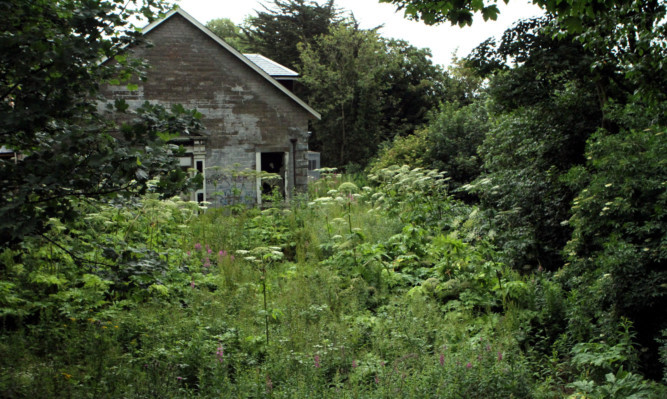 A giant hogweed has engulfed 127  Broughty Ferry Road.